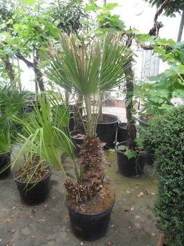  Dwergpalm (Chamaerops Humilis)