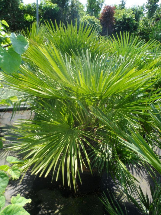  Dwergpalm (Chamaerops Humilis)