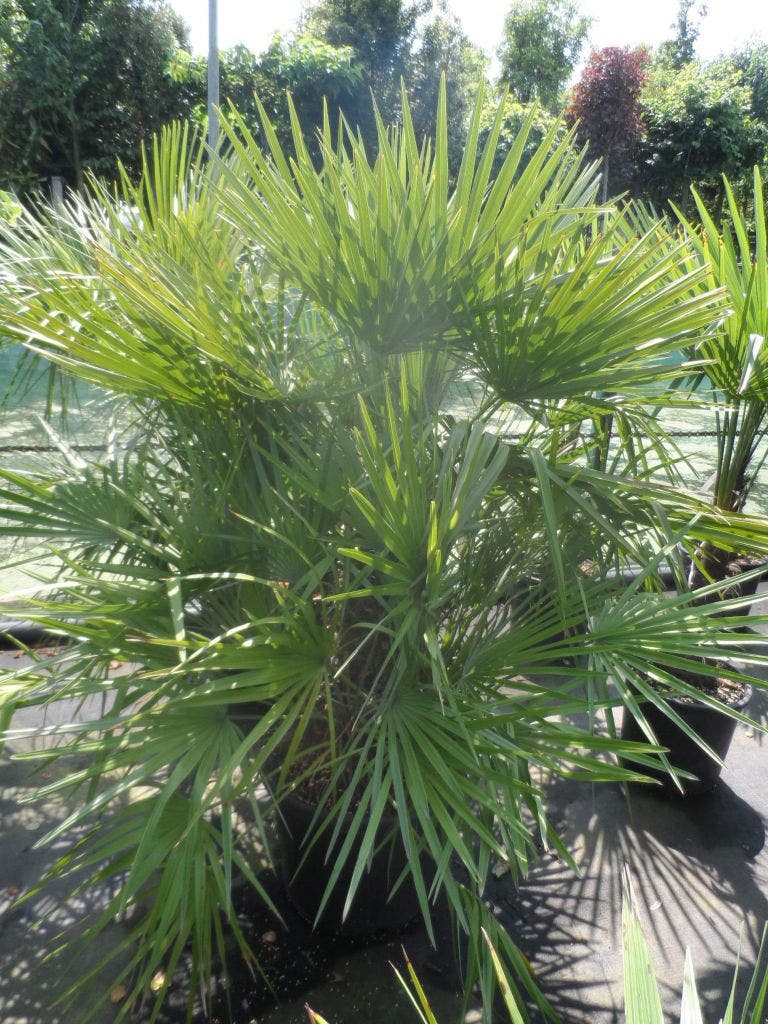  Dwergpalm (Chamaerops Humilis)