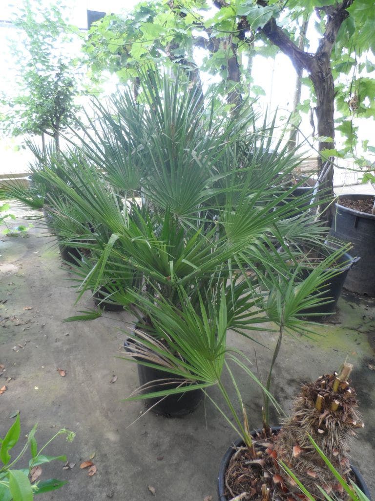  Dwergpalm (Chamaerops Humilis)