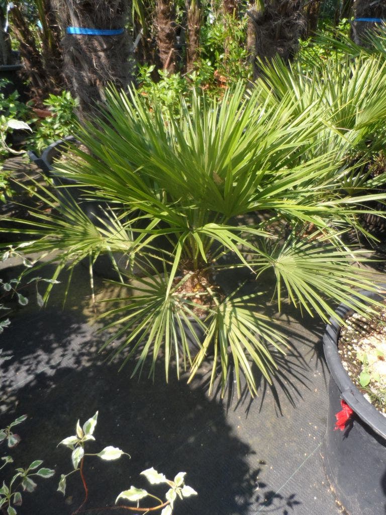  Dwergpalm (Chamaerops Humilis)
