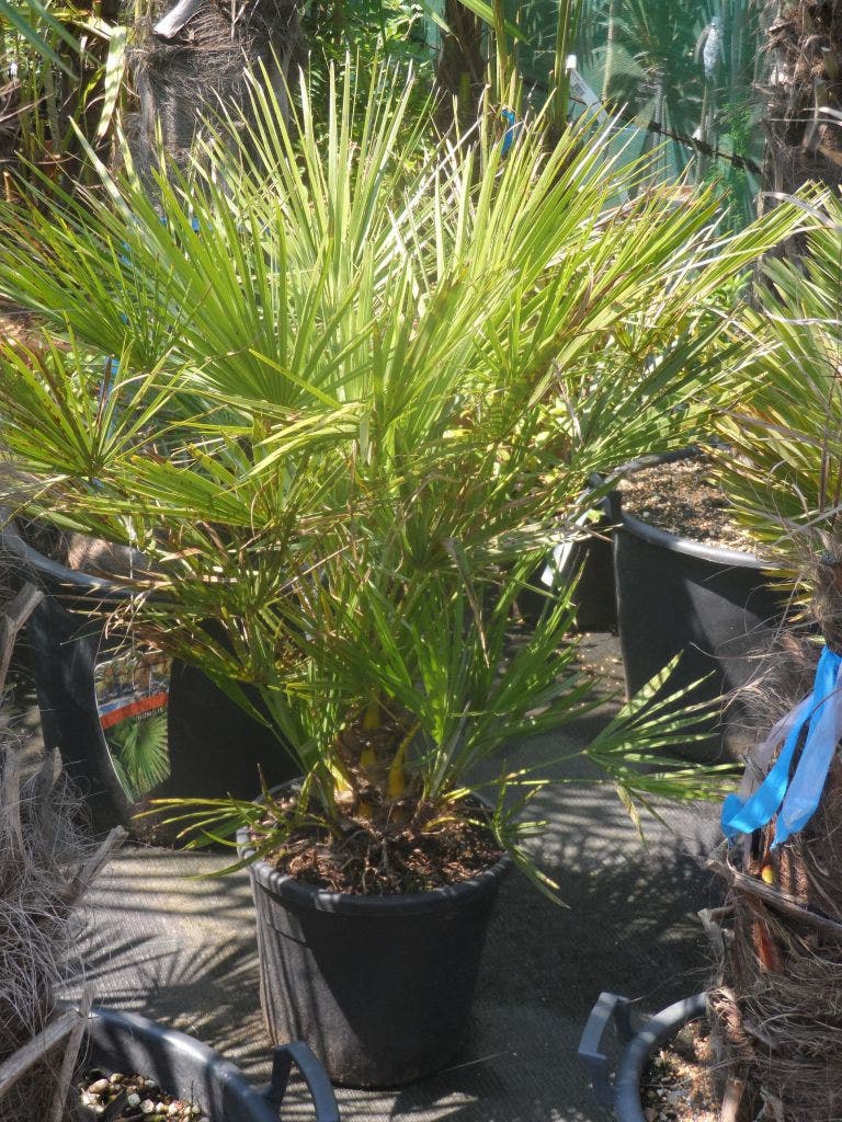  Dwergpalm (Chamaerops Humilis)