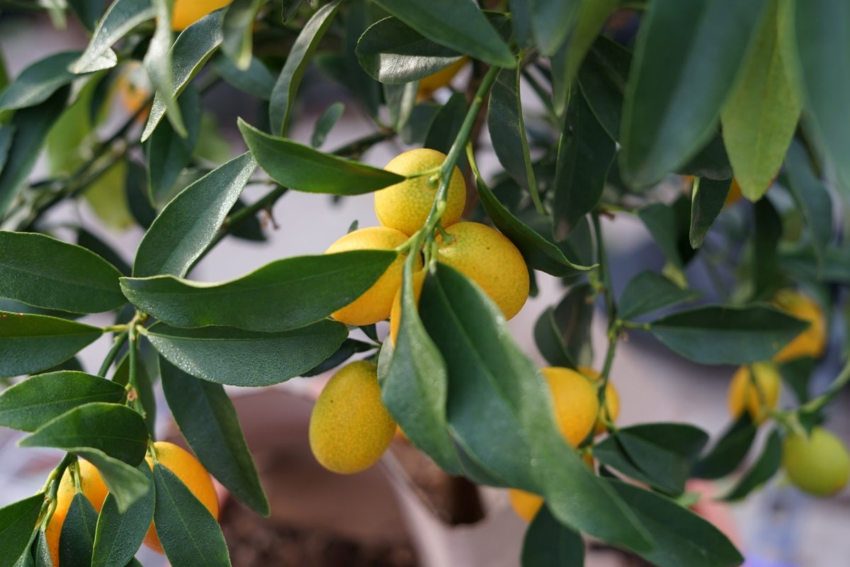  Kumquat (Citrus Kumquat)