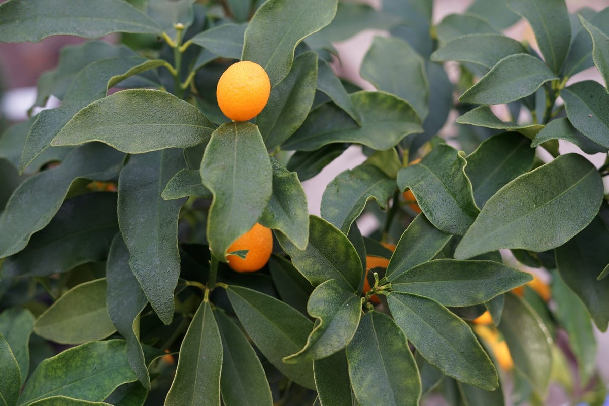 Kumquat (Citrus Kumquat)