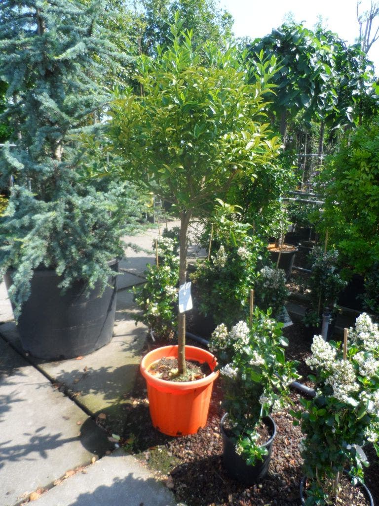  Kumquat (Citrus Kumquat)