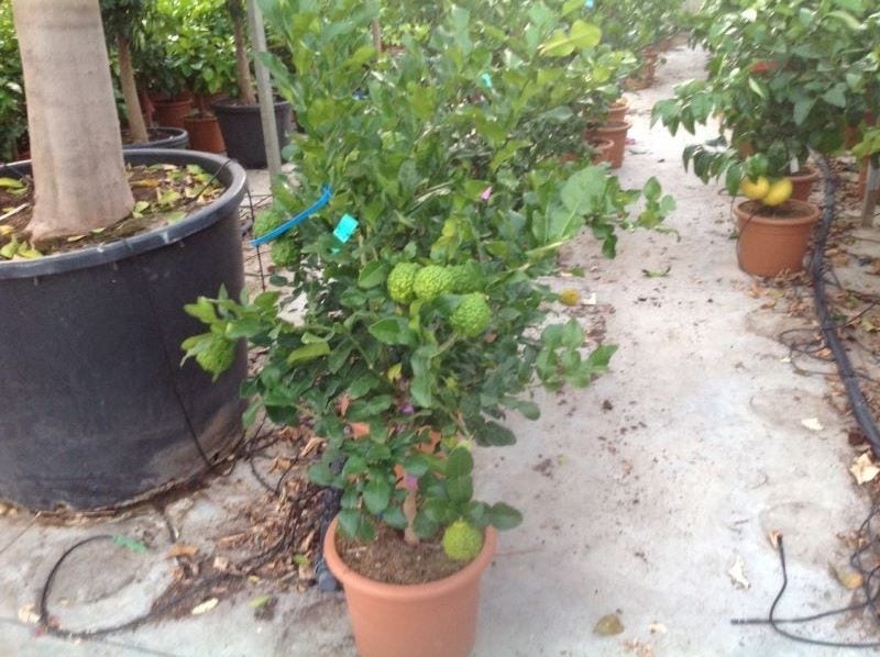  Kaffirlimoen (Citrus Hystrix)