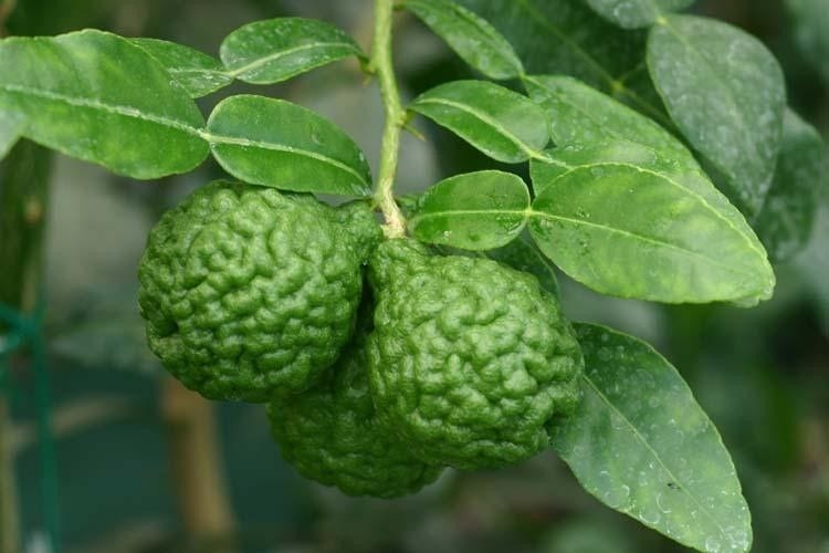  Kaffirlimoen (Citrus Hystrix)