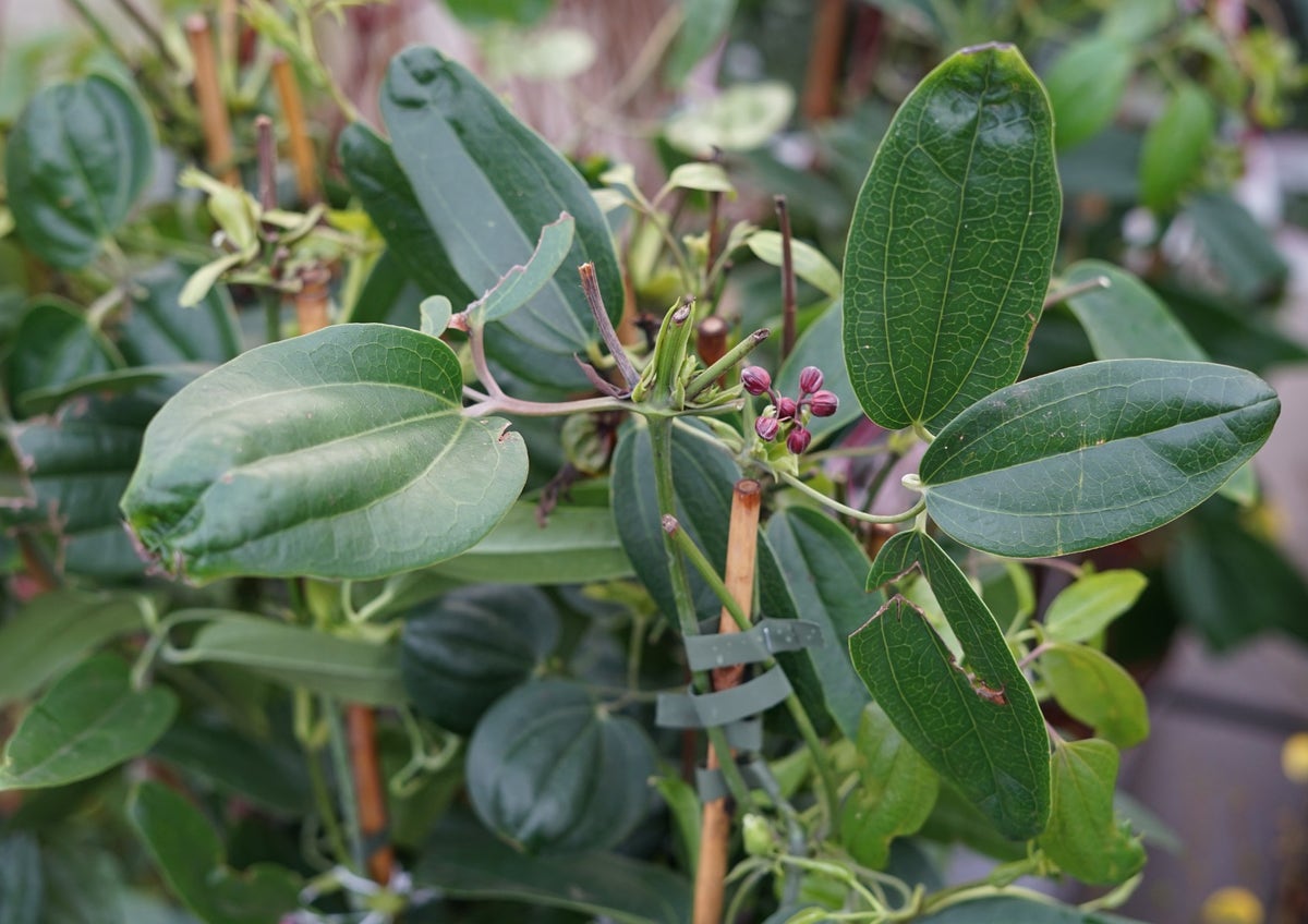  Bosrank, Groenblijvend (Clematis Armandii 'Apple Blossom')