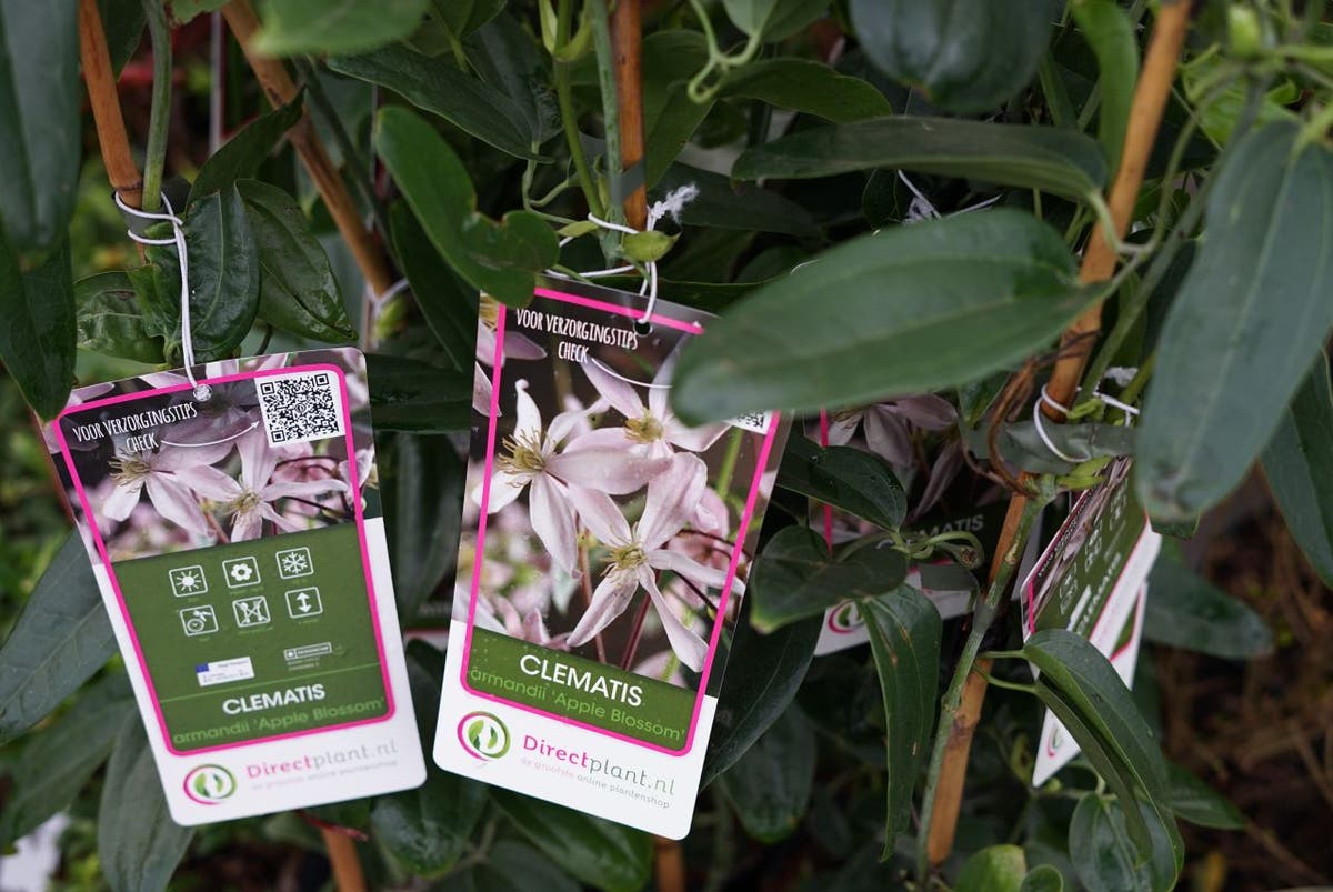  Bosrank, Groenblijvend (Clematis Armandii 'Apple Blossom')