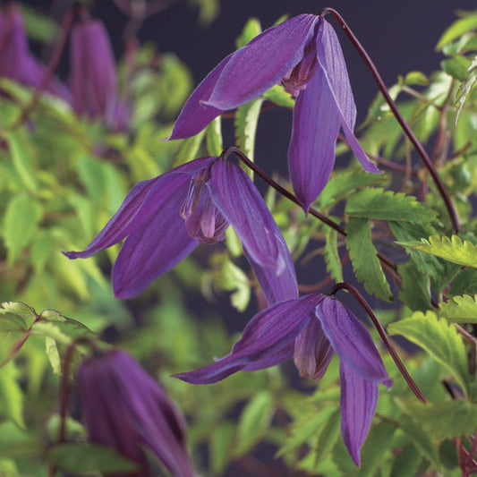  Bosrank (Clematis Viticella 'Tage Lundell')