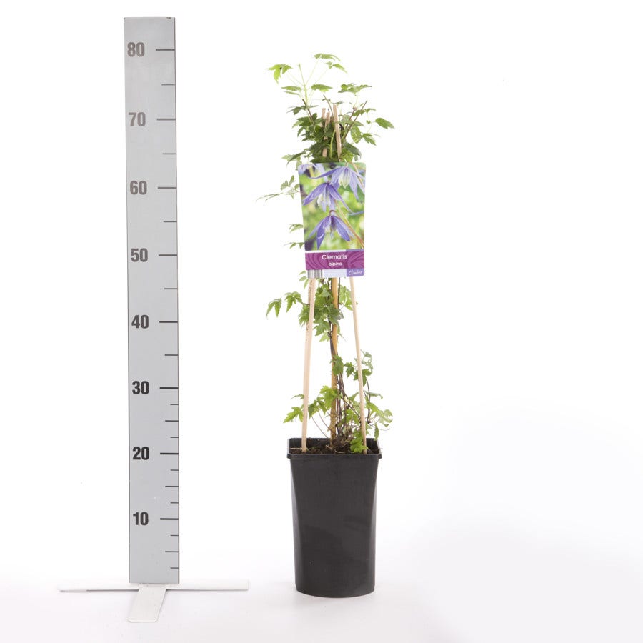  Bosrank (Clematis Alpina)