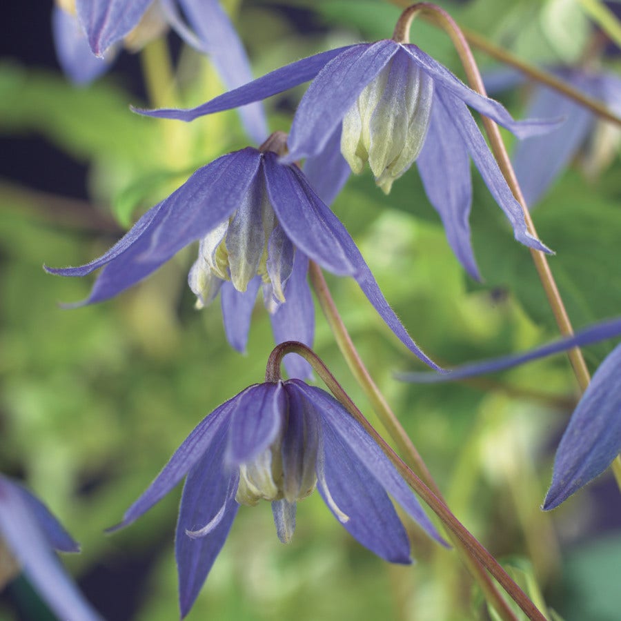  Bosrank (Clematis Alpina)