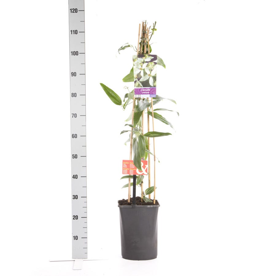  Bosrank, Groenblijvend (Clematis Armandii 'Apple Blossom')