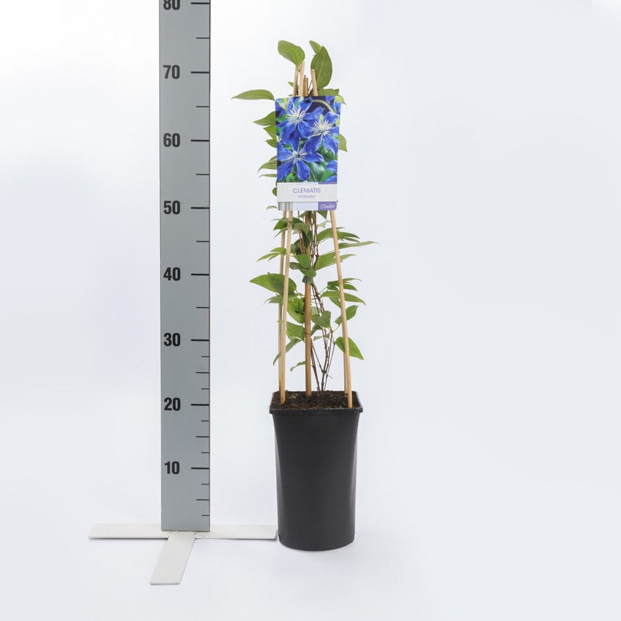  Bosrank (Clematis 'Arabella')