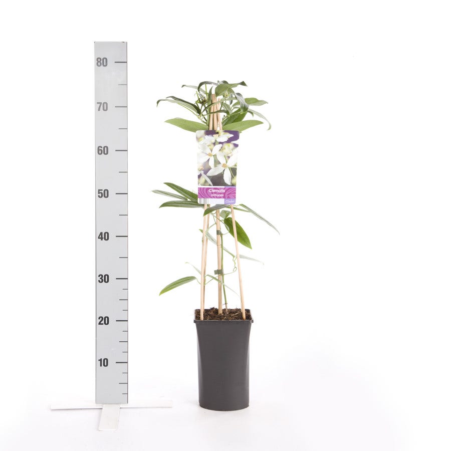  Bosrank, Groenblijvend (Clematis Armandii)