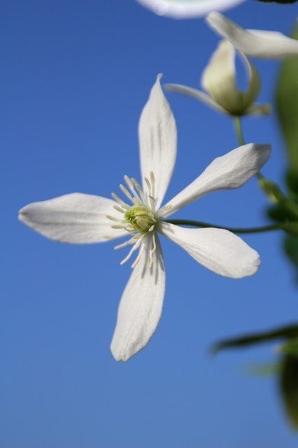  Bosrank, Groenblijvend (Clematis Armandii)