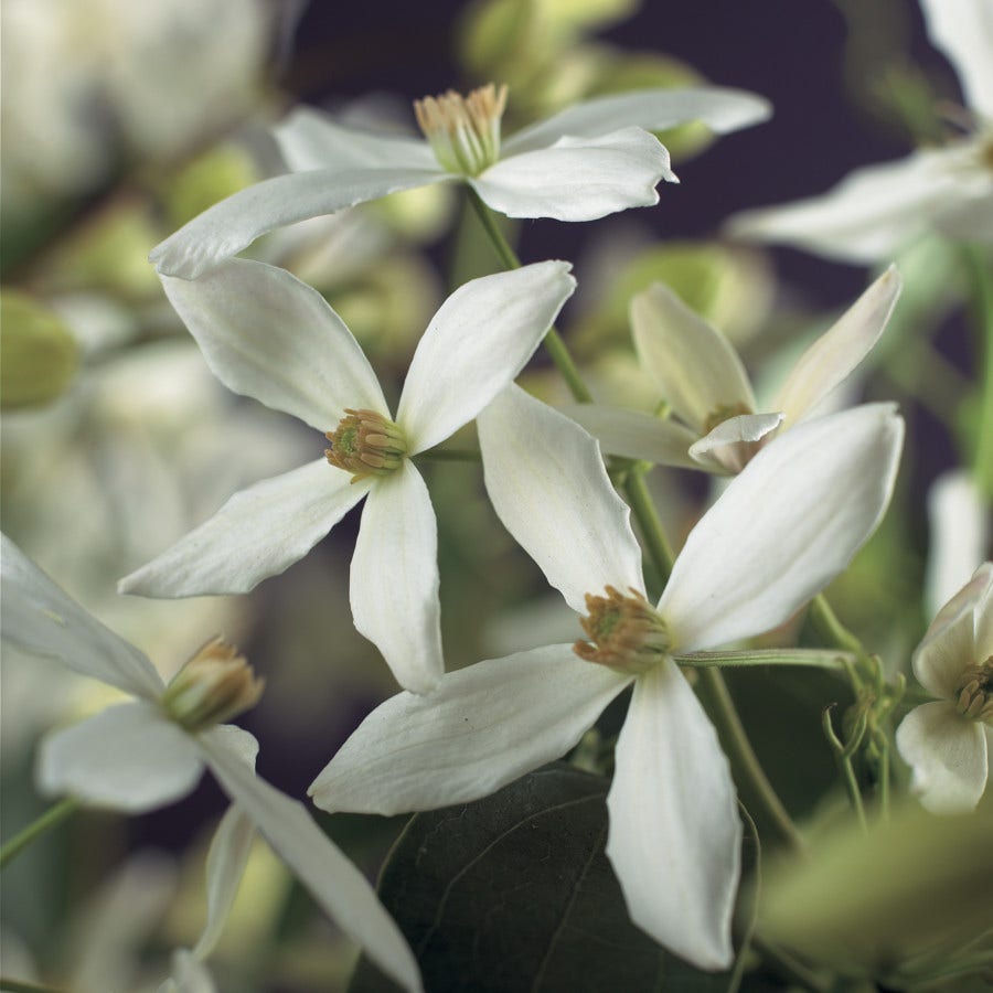  Bosrank, Groenblijvend (Clematis Armandii)