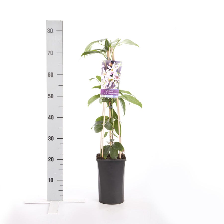  Bosrank, Groenblijvend (Clematis Armandii 'Apple Blossom')