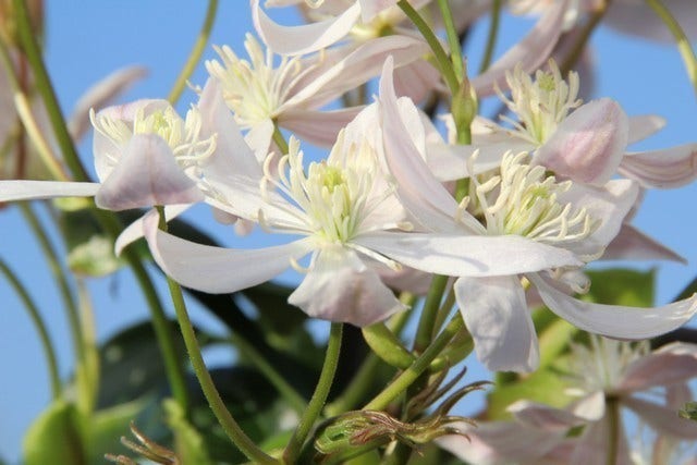  Bosrank, Groenblijvend (Clematis Armandii 'Apple Blossom')