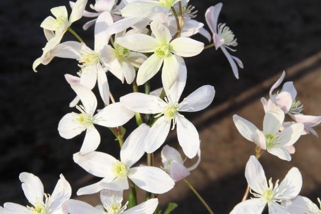  Bosrank, Groenblijvend (Clematis Armandii 'Apple Blossom')