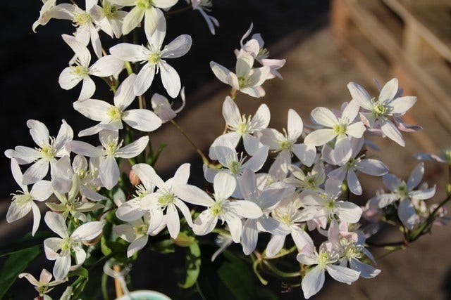  Bosrank, Groenblijvend (Clematis Armandii 'Apple Blossom')