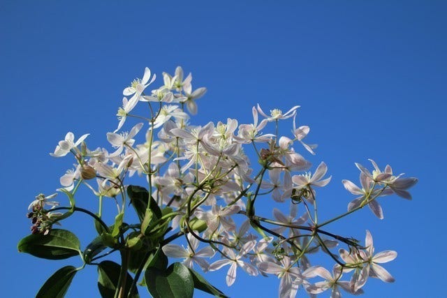  Bosrank, Groenblijvend (Clematis Armandii 'Apple Blossom')
