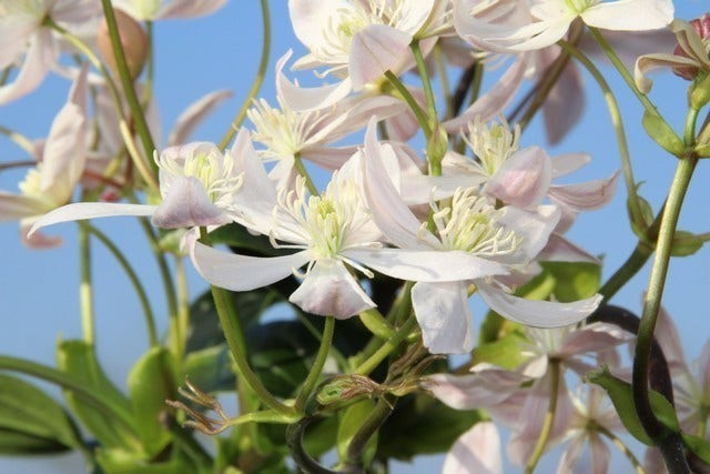  Bosrank, Groenblijvend (Clematis Armandii 'Apple Blossom')