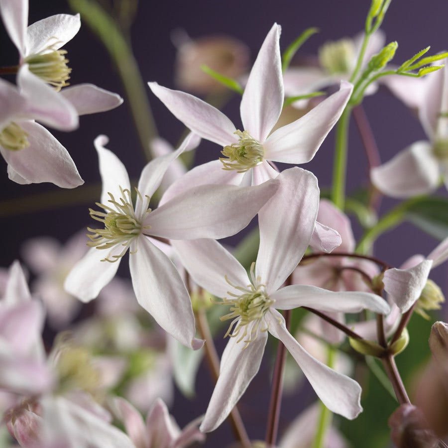  Bosrank, Groenblijvend (Clematis Armandii 'Apple Blossom')