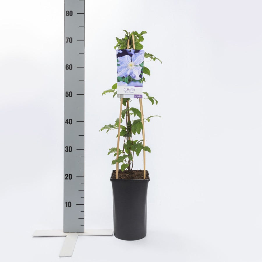  Bosrank (Clematis 'Blekitny Aniol' (Blue Angel))