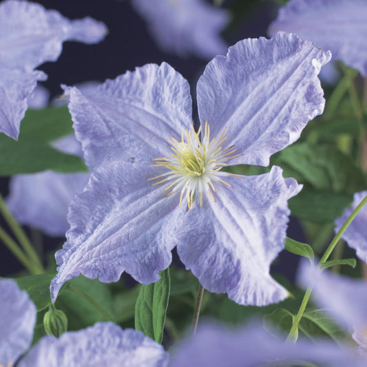  Bosrank (Clematis 'Blekitny Aniol' (Blue Angel))
