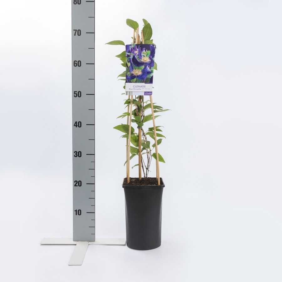  Bosrank (Clematis 'Blue Pirouette')