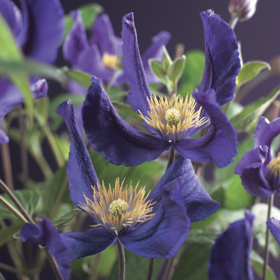  Bosrank (Clematis 'Blue Pirouette')