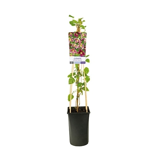  Bosrank (Clematis 'cirrhosa Freckles')