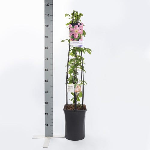  Clematis (Clematis 'Comtesse De Bouchaud')