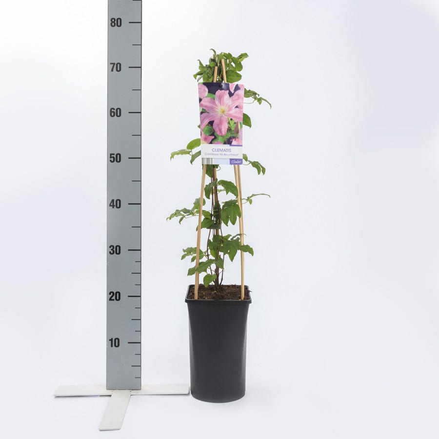  Clematis (Clematis 'Comtesse De Bouchaud')