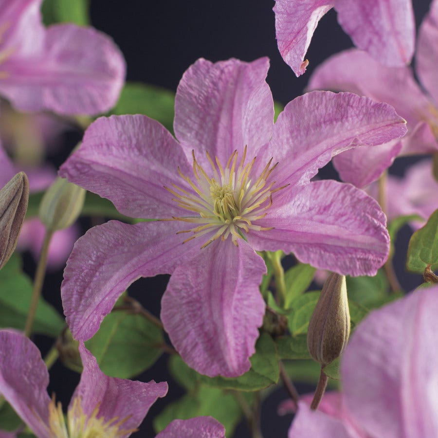  Clematis (Clematis 'Comtesse De Bouchaud')