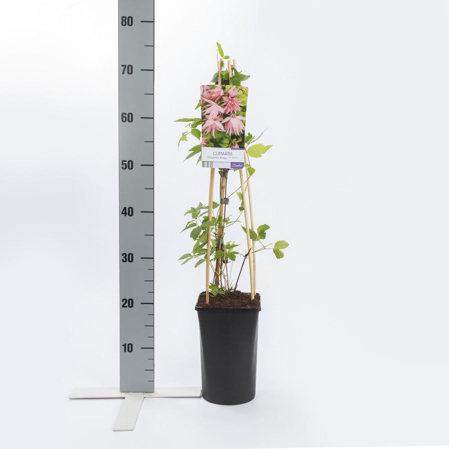  Bosrank (Clematis 'Country Rose')