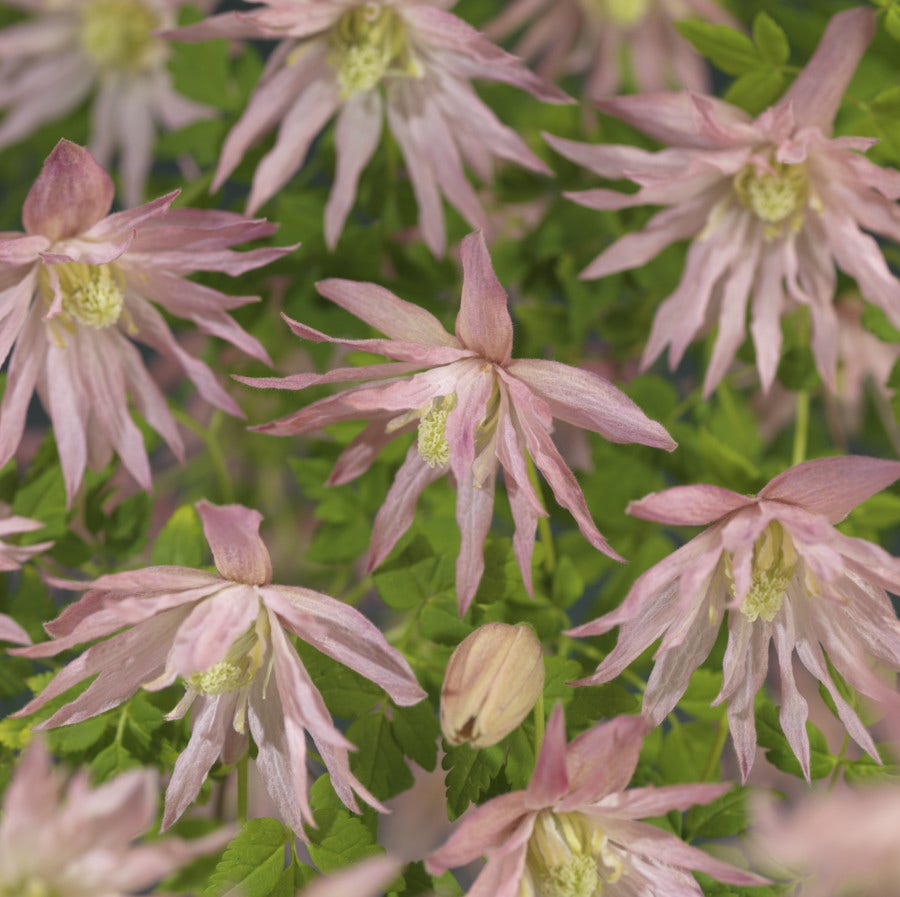  Bosrank (Clematis 'Country Rose')