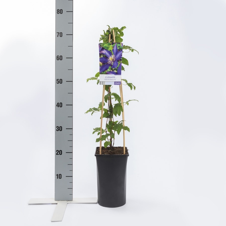  Bosrank (Clematis 'Daniel Deronda')
