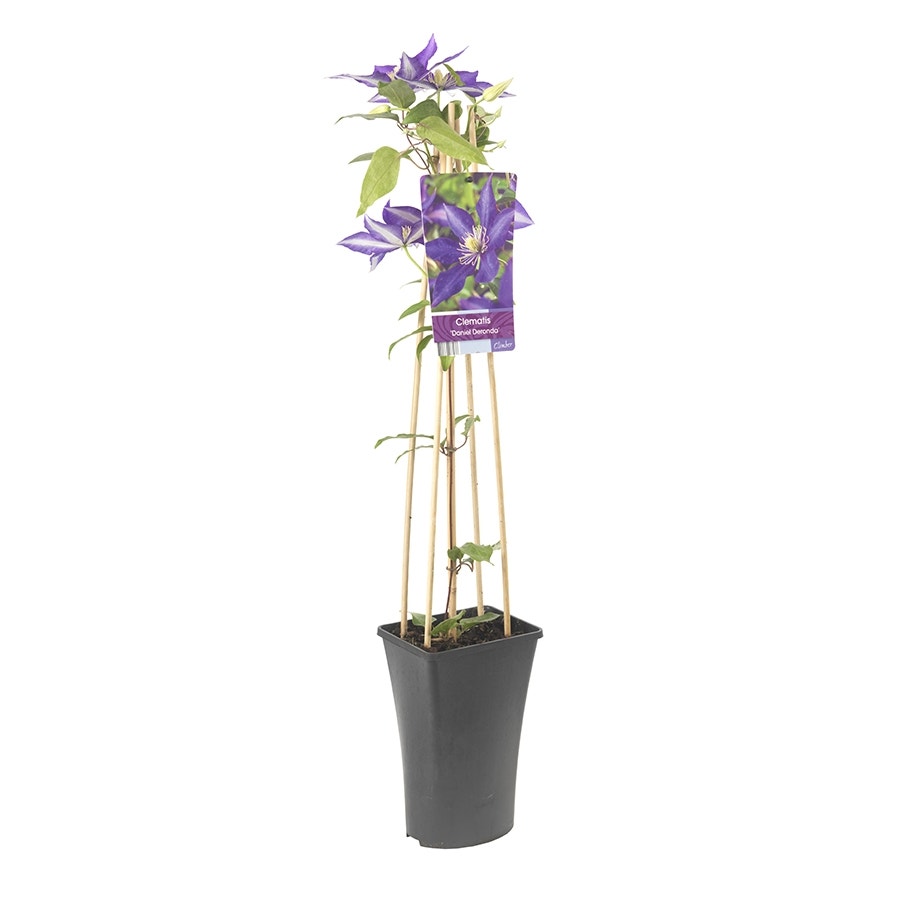  Bosrank (Clematis 'Daniel Deronda')