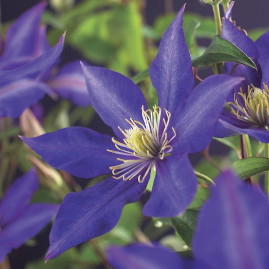  Bosrank (Clematis 'Daniel Deronda')