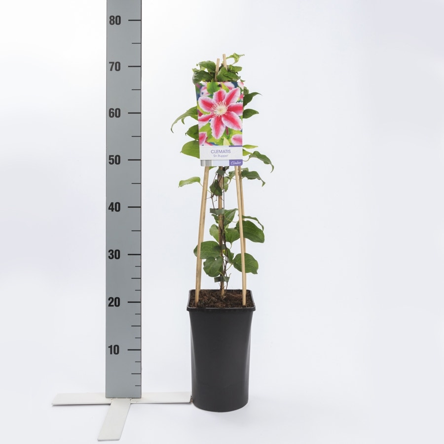 Bosrank (Clematis 'Dr Ruppel')