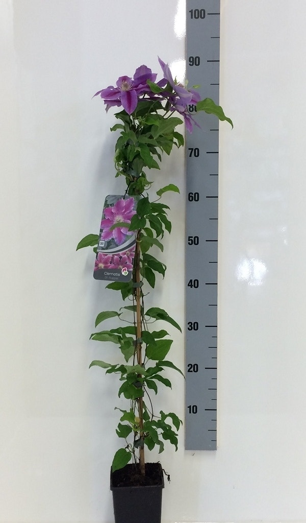  Bosrank (Clematis 'Dr Ruppel')