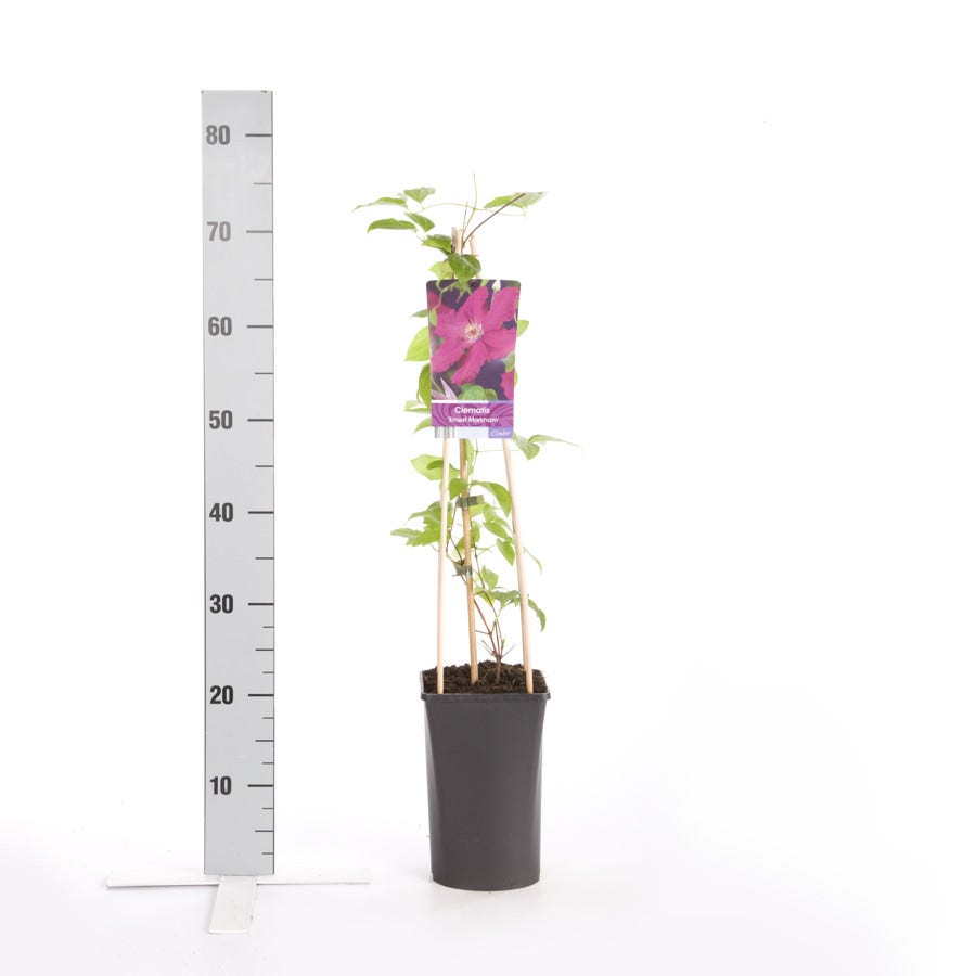  Bosrank (Clematis 'Ernest Markham')