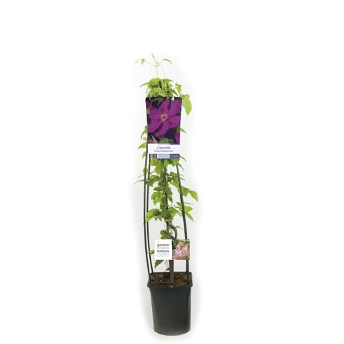  Bosrank (Clematis 'Ernest Markham')