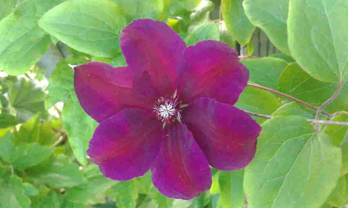  Bosrank (Clematis 'Etoile Violette')