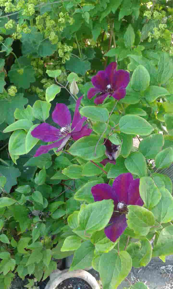  Bosrank (Clematis 'Etoile Violette')