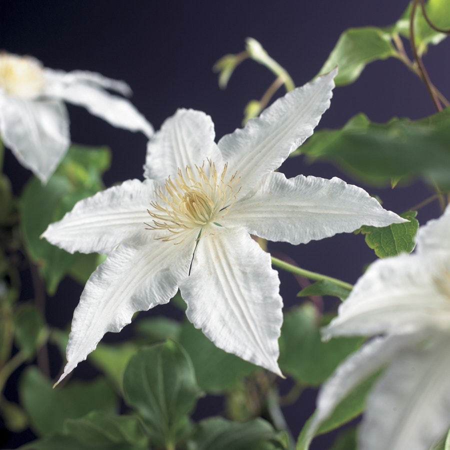  Bosrank (Clematis 'Gladys Picard')