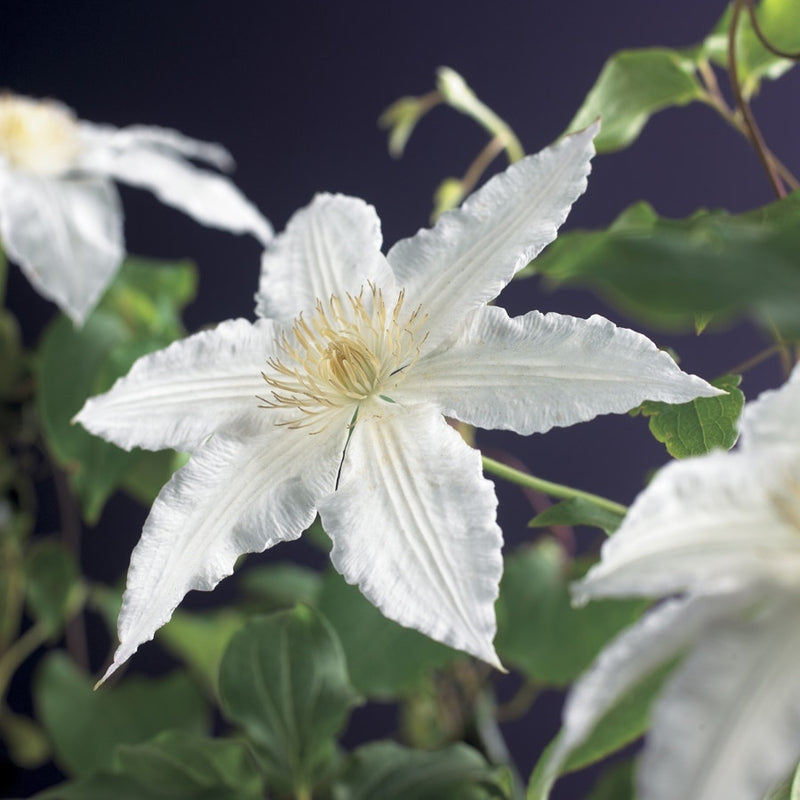  Bosrank (Clematis 'Gladys Picard')
