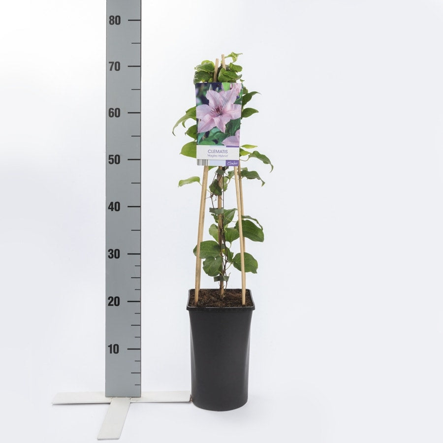  Bosrank (Clematis 'Hagley Hybrid')
